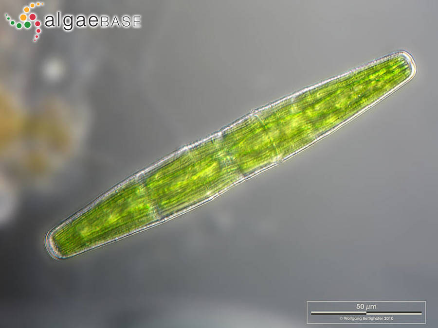 Penium spirostriolatum J.Barker