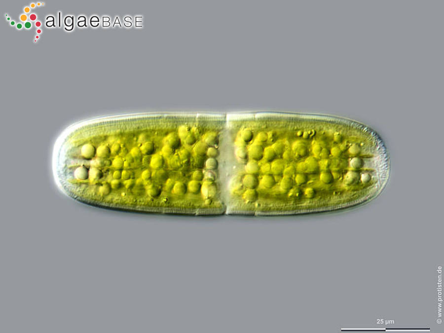Penium polymorphum (Perty) Perty