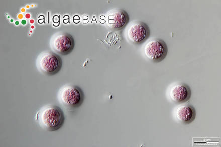 Porphyridium purpureum (Bory) K.M.Drew & R.Ross