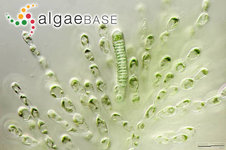 Virescentia helminthosa (Bory) Necchi, Agostinho & M.L.Vis