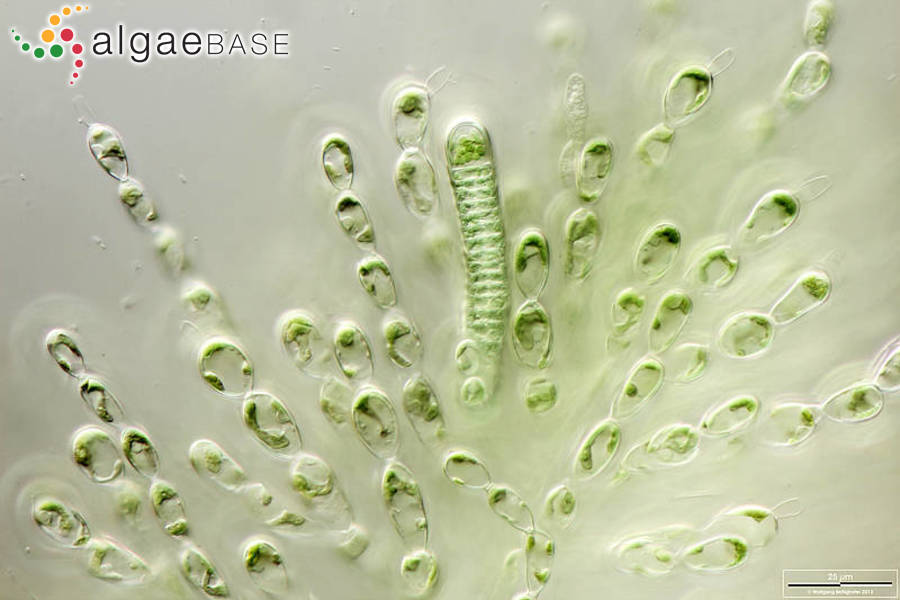 Virescentia helminthosa (Bory) Necchi, Agostinho & M.L.Vis