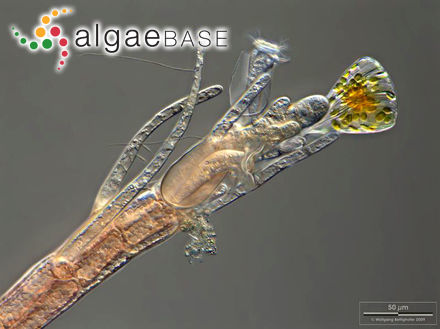Leptosiphonia fibrillosa (C.Agardh) Savoie & G.W.Saunders