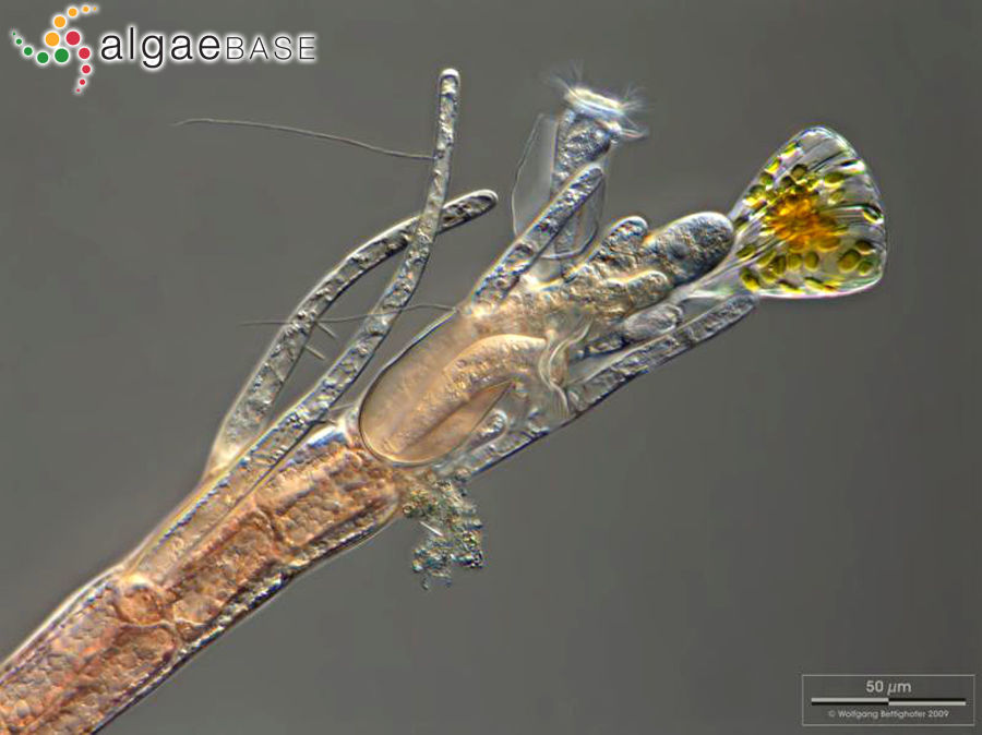 Leptosiphonia fibrillosa (C.Agardh) Savoie & G.W.Saunders