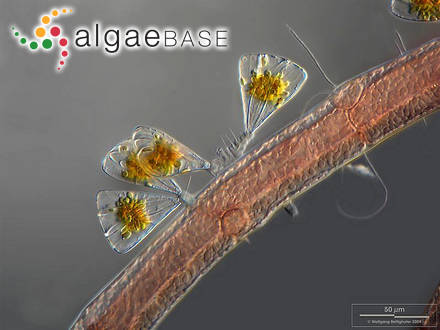 Leptosiphonia fibrillosa (C.Agardh) Savoie & G.W.Saunders