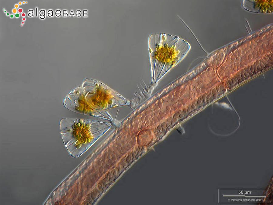 Leptosiphonia fibrillosa (C.Agardh) Savoie & G.W.Saunders