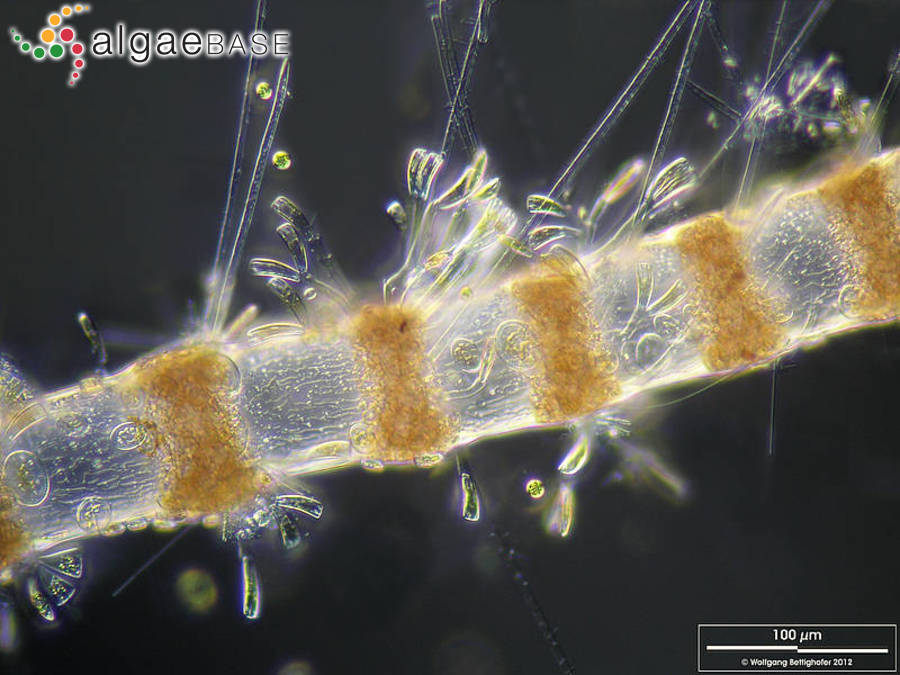 Ceramium diaphanum (Lightfoot) Roth