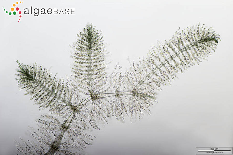 Virescentia helminthosa (Bory) Necchi, Agostinho & M.L.Vis