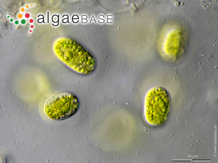 Mesotaenium chlamydosporum De Bary