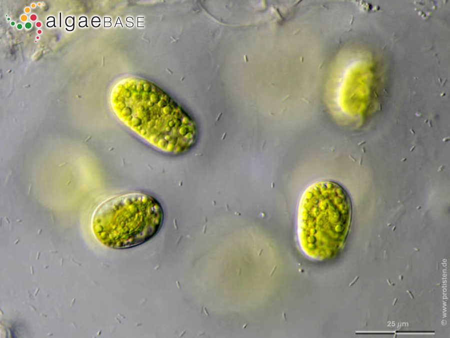Mesotaenium chlamydosporum De Bary