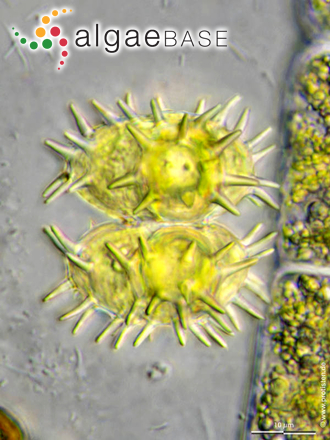 Staurastrum teliferum Ralfs