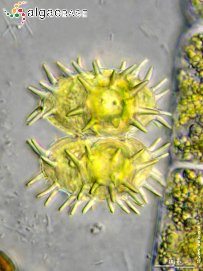 Staurastrum teliferum Ralfs