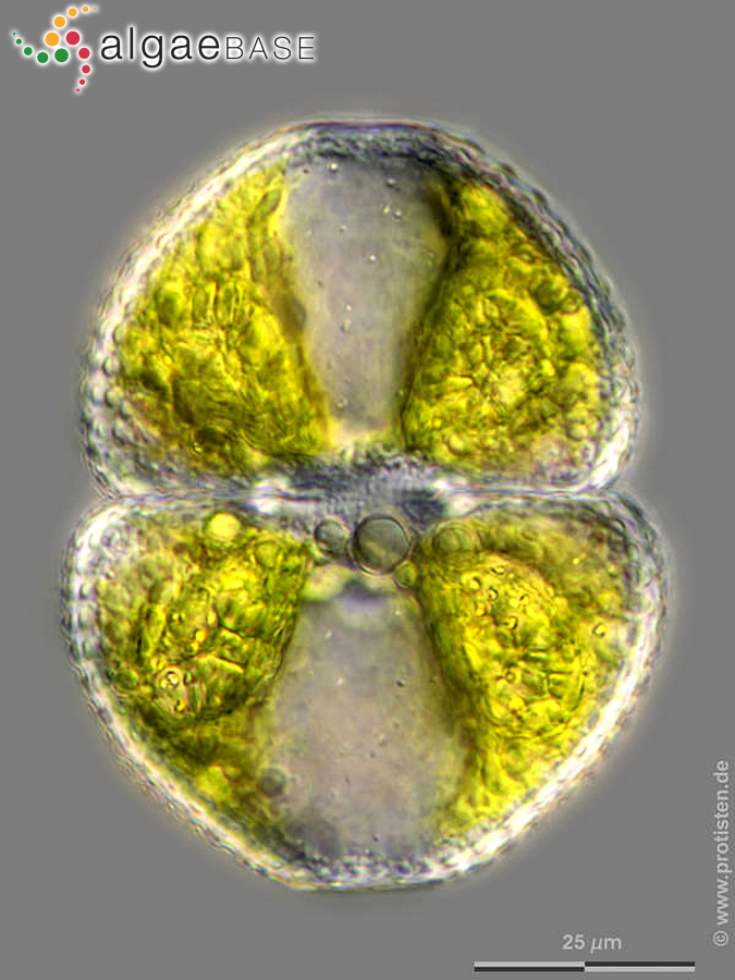 Cosmarium botrytis Meneghini ex Ralfs