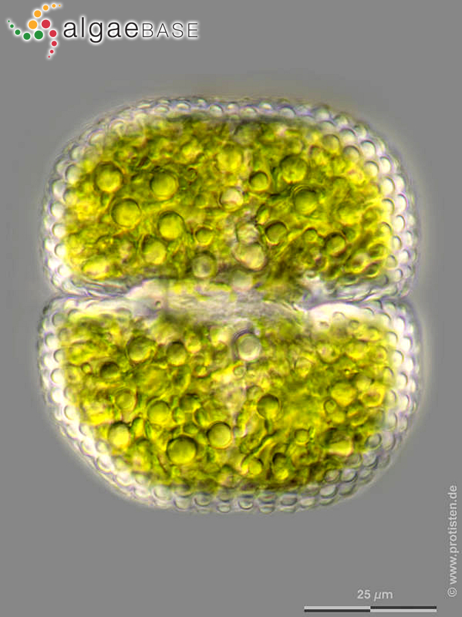 Cosmarium quadrum P.Lundell