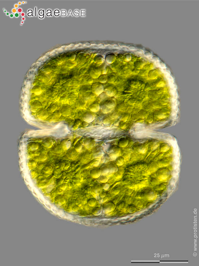 Cosmarium quadrum P.Lundell