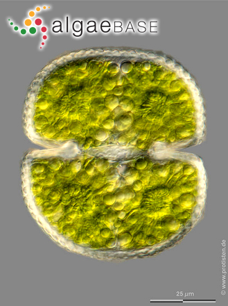 Cosmarium quadrum P.Lundell