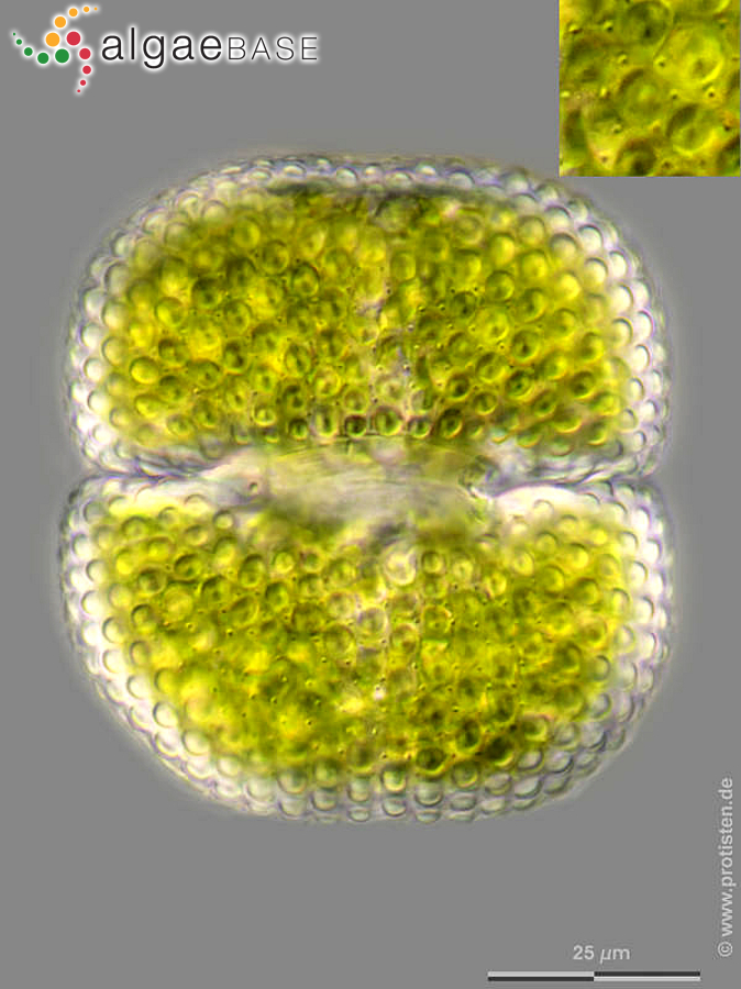 Cosmarium quadrum P.Lundell