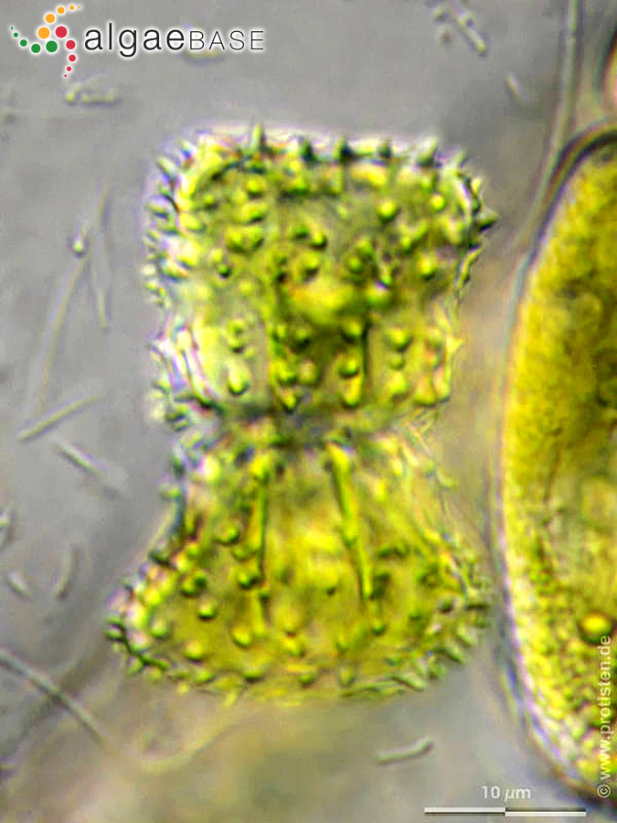 Staurastrum capitulum Brébisson