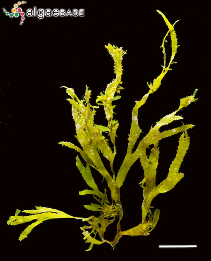 Dictyota ciliolata Sonder ex Kützing