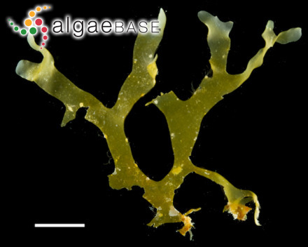Dictyota stolonifera E.Y. Dawson