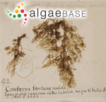 Chara gelatinosa (Linnaeus) Roth