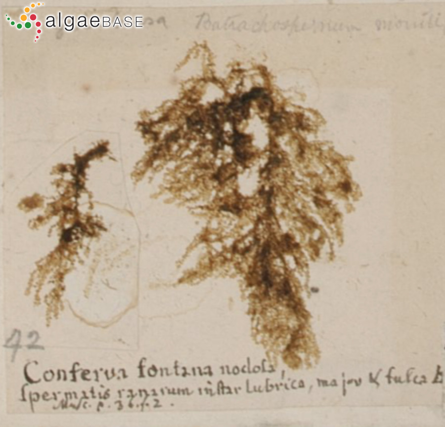 Batrachospermum gelatinosum (Linnaeus) De Candolle