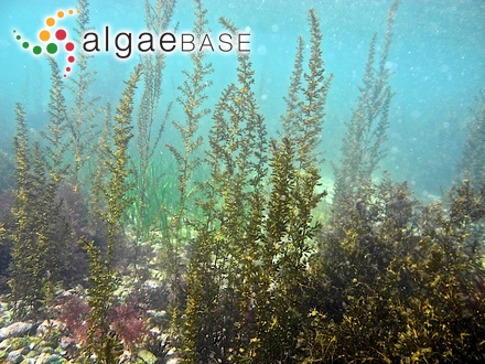 Sargassum muticum (Yendo) Fensholt