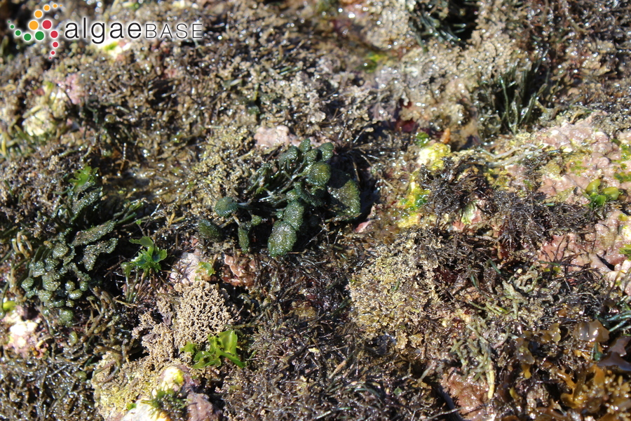 Chamaedoris auriculata Børgesen