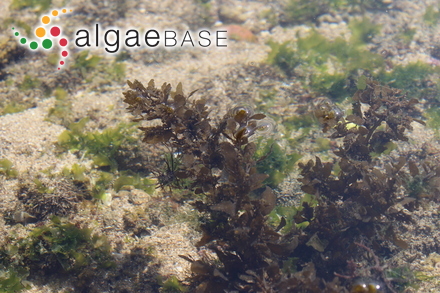 Sargassum cinctum J.Agardh