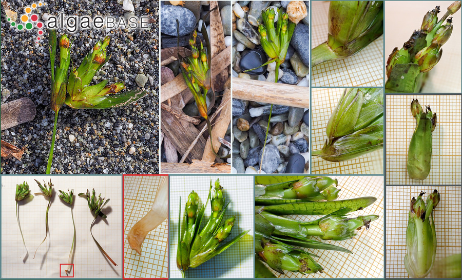 Posidonia oceanica (Linnaeus) Delile