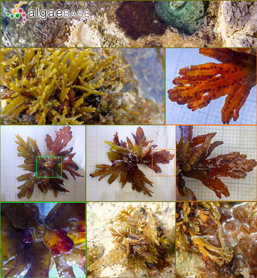 Cystoseira compressa f. rosetta (Ercegovic) Cormaci, G.Furnari, Giaccone, B.Scammacca & Serio