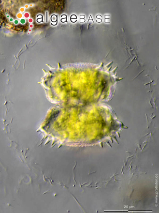 Staurastrum oligacanthum var. incisum West