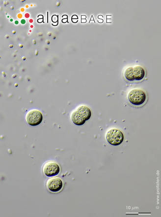 Chroococcus minutus (Kützing) Nägeli