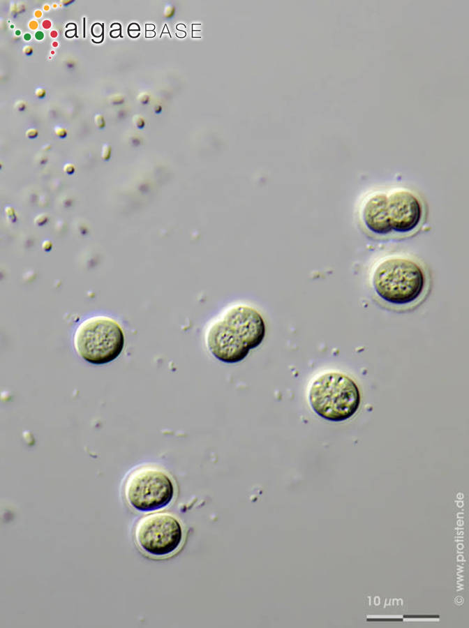 Chroococcus minutus (Kützing) Nägeli