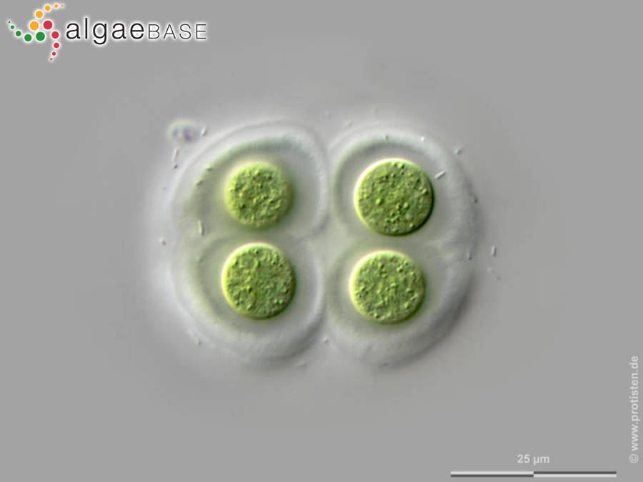 Chroococcus subnudus (Hansgirg) Cronberg & Komárek