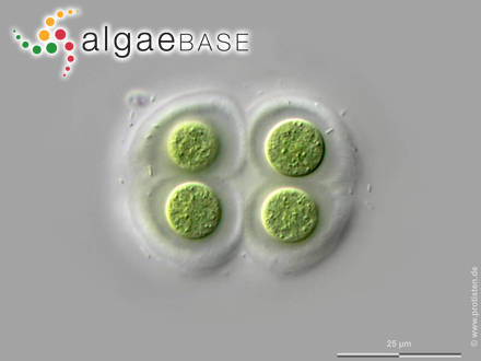 Chroococcus subnudus (Hansgirg) Cronberg & Komárek