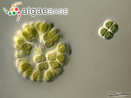 Gomphosphaeria aponina Kützing