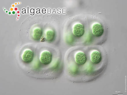 Chroococcus subnudus (Hansgirg) Cronberg & Komárek