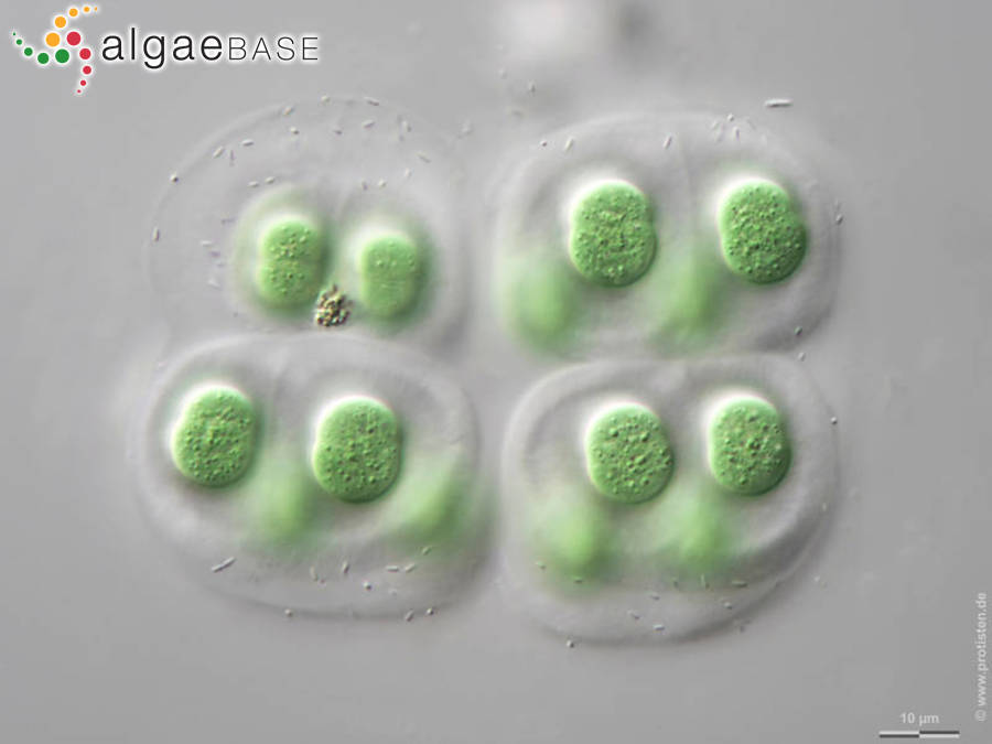 Chroococcus subnudus (Hansgirg) Cronberg & Komárek