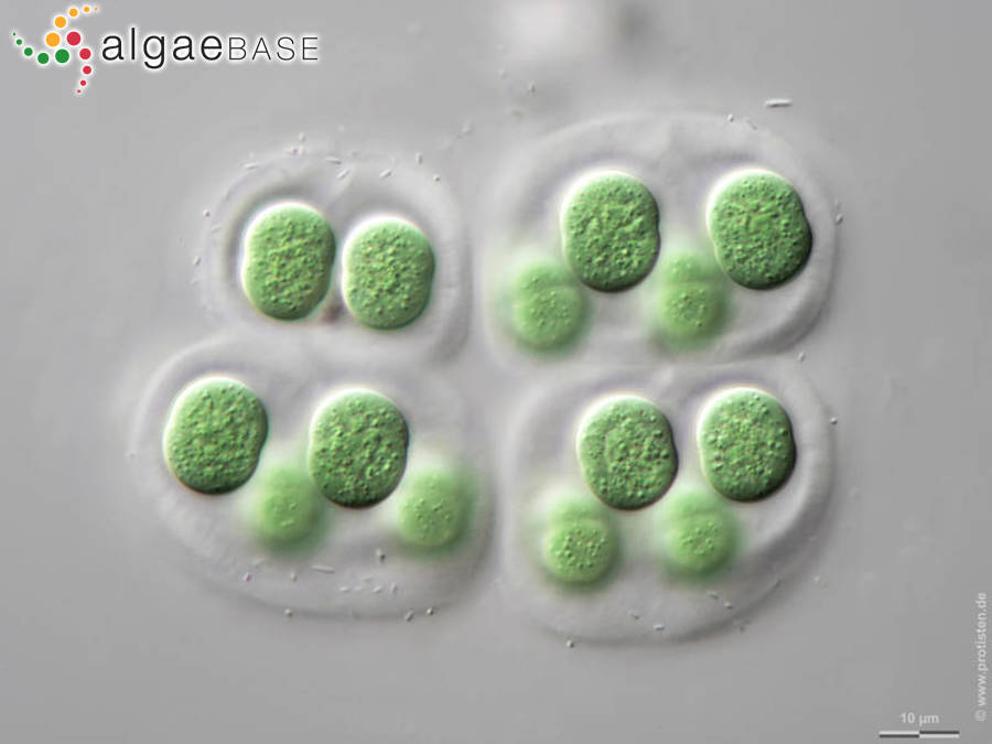 Chroococcus subnudus (Hansgirg) Cronberg & Komárek