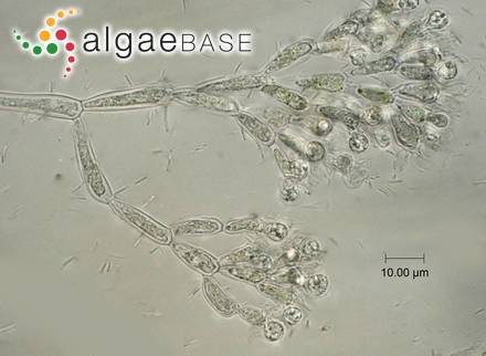 Sheathia arcuata (Kylin) Salomaki & M.L.Vis