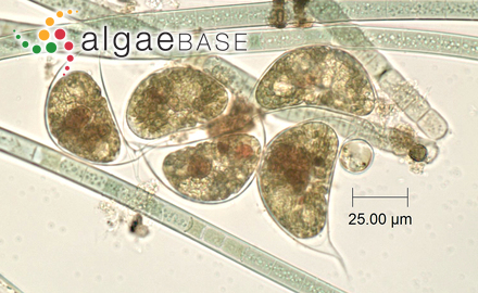 Cystodinium cornifax (A.J.Schilling) G.A.Klebs