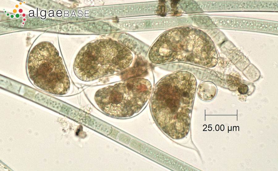 Cystodinium cornifax (A.J.Schilling) G.A.Klebs