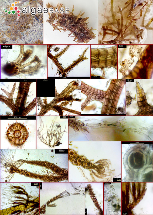 Polysiphonia opaca (C.Agardh) Moris & De Notaris