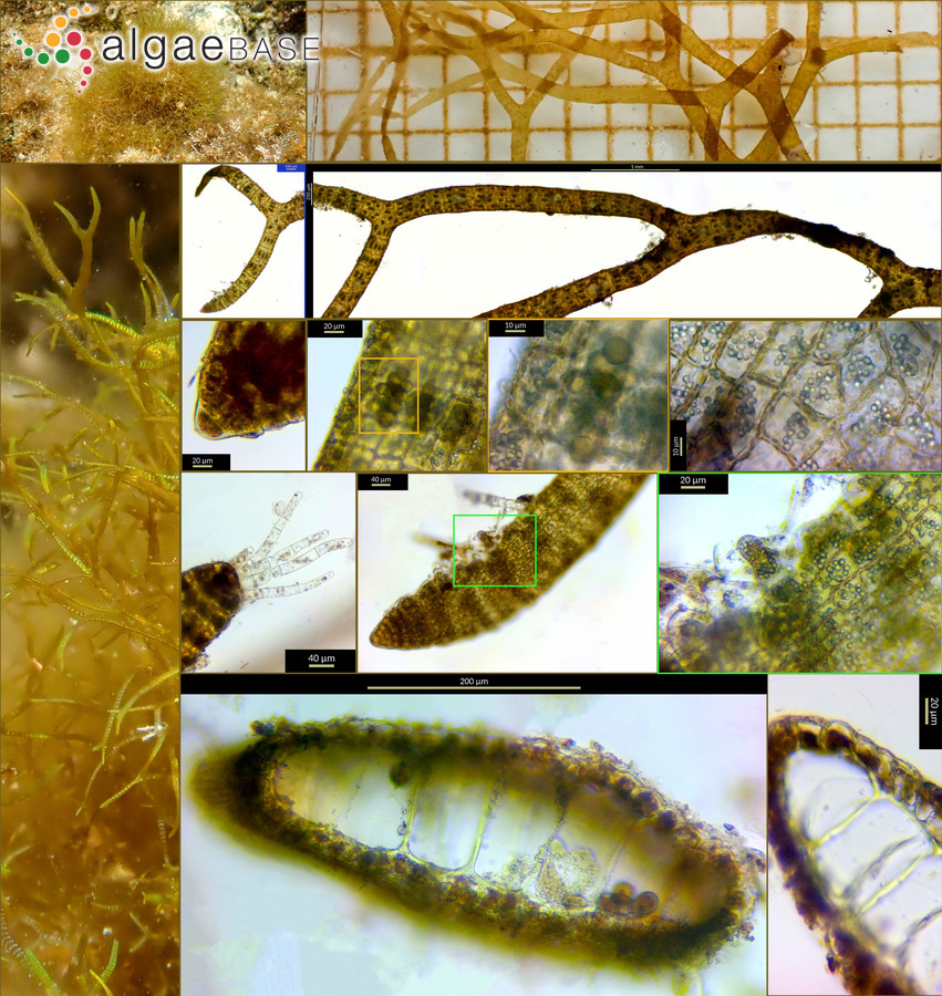 Dictyota implexa (Desfontaines) J.V.Lamouroux