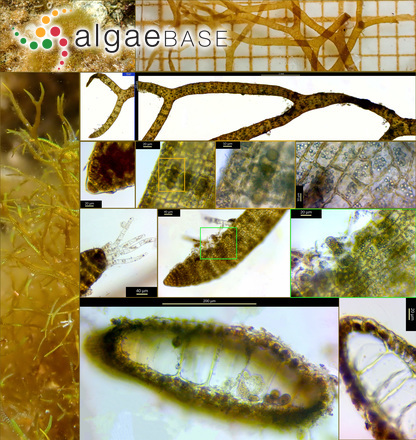 Dictyota implexa (Desfontaines) J.V.Lamouroux