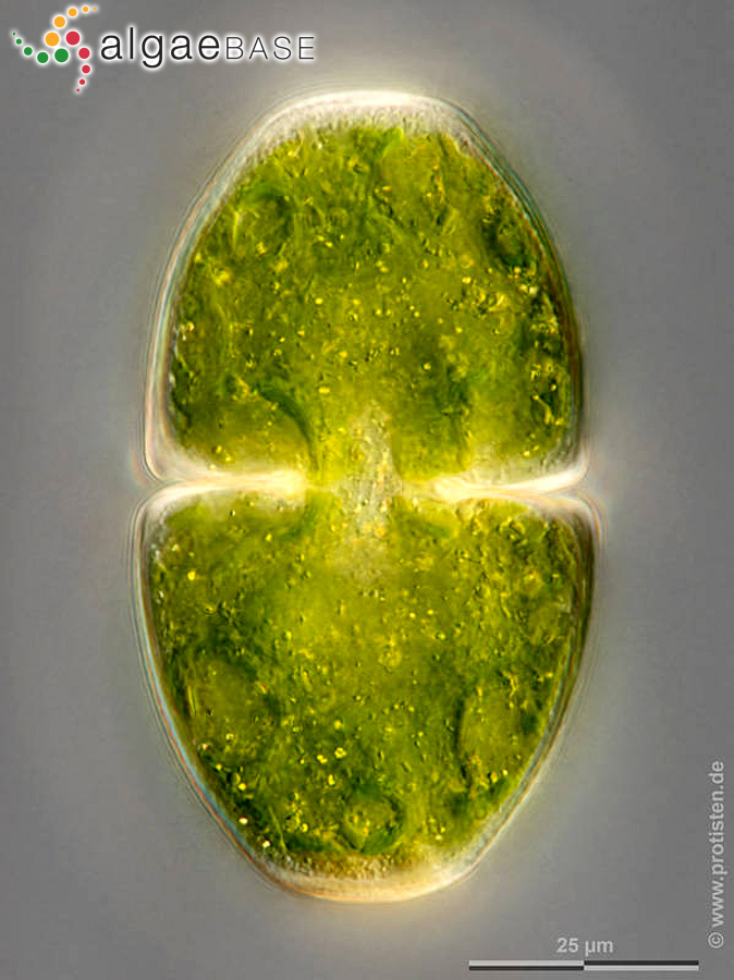 Cosmarium pyramidatum Brébisson ex Ralfs
