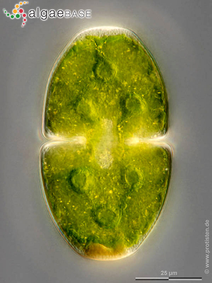 Cosmarium pyramidatum Brébisson ex Ralfs