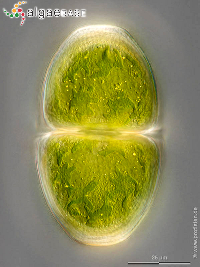 Cosmarium pyramidatum Brébisson ex Ralfs