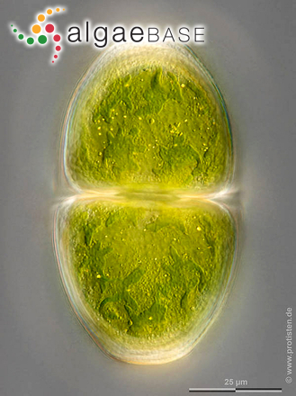 Cosmarium pyramidatum Brébisson ex Ralfs