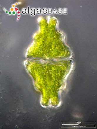 Euastrum didelta Ralfs
